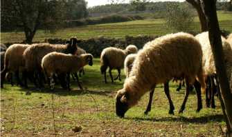 Altro che bambini e cani, ad Altamura ora si adottano le pecore